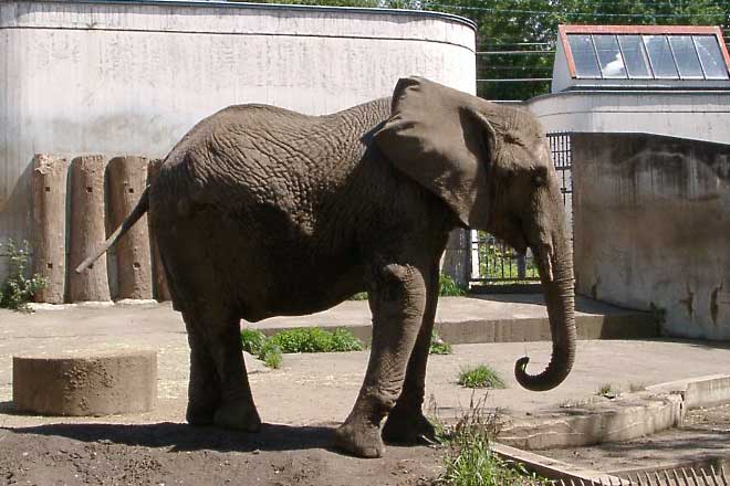 旭山動物園など旭川の自然スポット