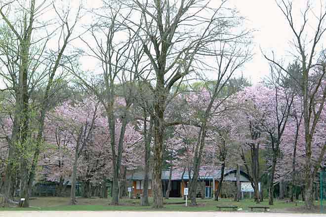 神楽岡公園桜